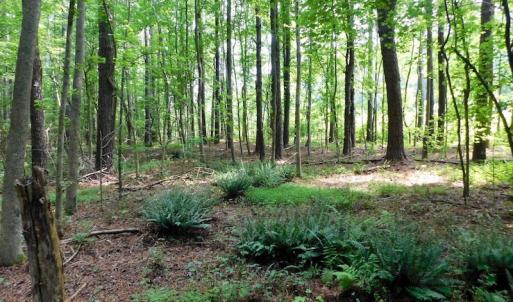 Photo of UNDER CONTRACT!  30 Acres of Timber and Hunting Land For Sale in Nash County NC!