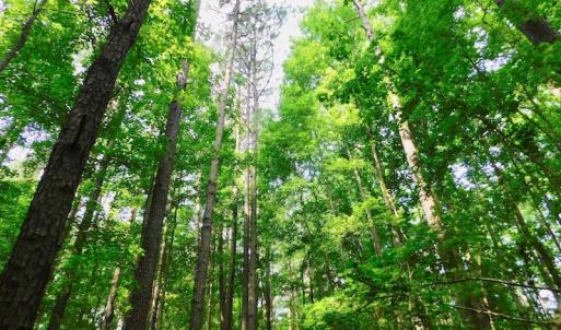 Photo of UNDER CONTRACT!  30 Acres of Timber and Hunting Land For Sale in Nash County NC!