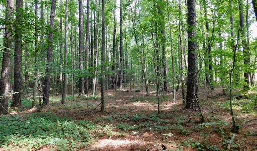 Photo of UNDER CONTRACT!  30 Acres of Timber and Hunting Land For Sale in Nash County NC!