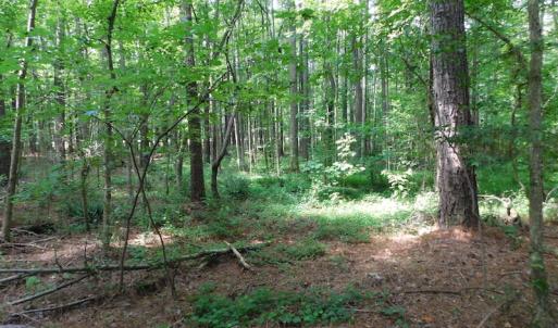 Photo of UNDER CONTRACT!  30 Acres of Timber and Hunting Land For Sale in Nash County NC!