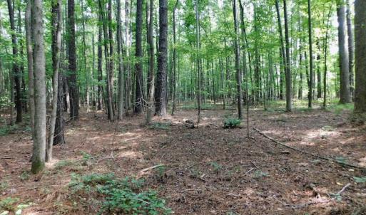 Photo of UNDER CONTRACT!  30 Acres of Timber and Hunting Land For Sale in Nash County NC!