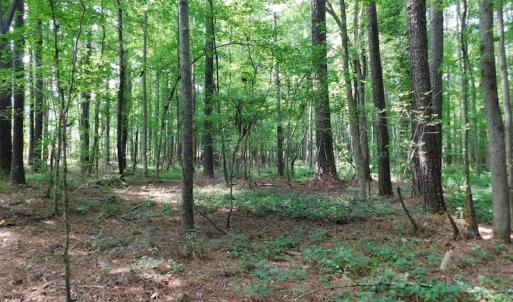 Photo of UNDER CONTRACT!  30 Acres of Timber and Hunting Land For Sale in Nash County NC!