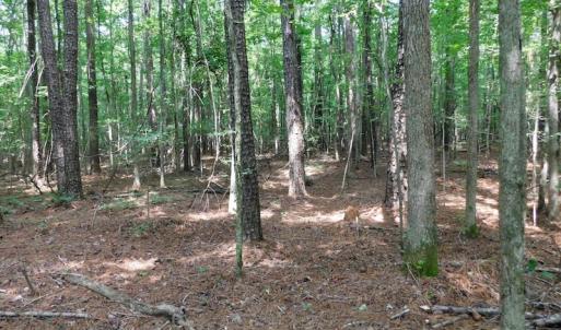 Photo of UNDER CONTRACT!  30 Acres of Timber and Hunting Land For Sale in Nash County NC!