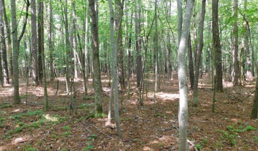 Photo of UNDER CONTRACT!  30 Acres of Timber and Hunting Land For Sale in Nash County NC!