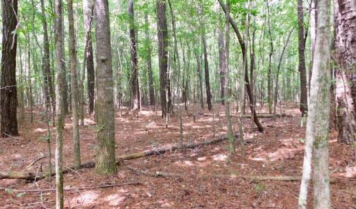 Photo of UNDER CONTRACT!  30 Acres of Timber and Hunting Land For Sale in Nash County NC!