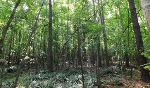 Photo of UNDER CONTRACT!  30 Acres of Timber and Hunting Land For Sale in Nash County NC!