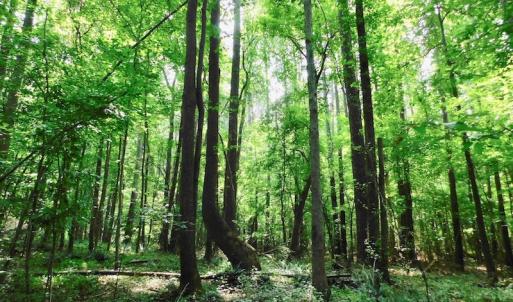 Photo of UNDER CONTRACT!  30 Acres of Timber and Hunting Land For Sale in Nash County NC!
