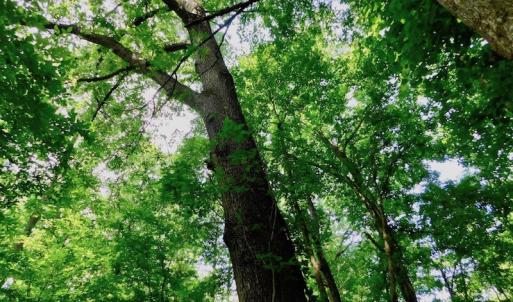 Photo of UNDER CONTRACT!  30 Acres of Timber and Hunting Land For Sale in Nash County NC!