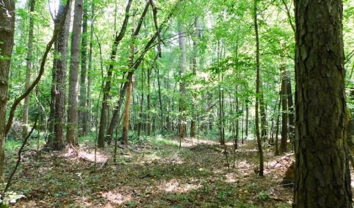 Photo of UNDER CONTRACT!  30 Acres of Timber and Hunting Land For Sale in Nash County NC!