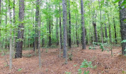Photo of UNDER CONTRACT!  30 Acres of Timber and Hunting Land For Sale in Nash County NC!