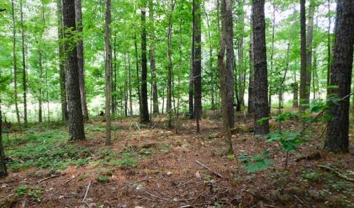 Photo of UNDER CONTRACT!  30 Acres of Timber and Hunting Land For Sale in Nash County NC!