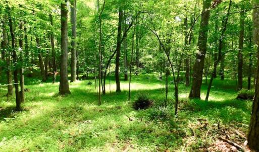 Photo of UNDER CONTRACT!  40 Acres of Timber and Hunting Land For Sale in Nash County NC!