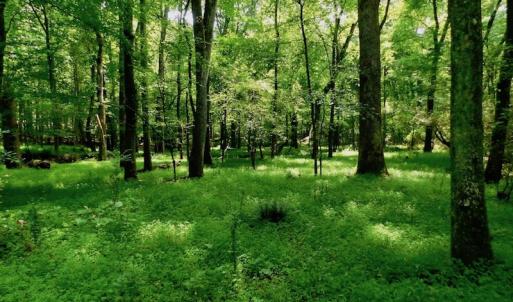 Photo of UNDER CONTRACT!  40 Acres of Timber and Hunting Land For Sale in Nash County NC!