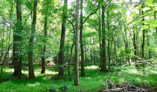 Photo of UNDER CONTRACT!  40 Acres of Timber and Hunting Land For Sale in Nash County NC!