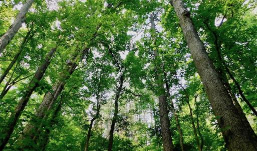 Photo of UNDER CONTRACT!  40 Acres of Timber and Hunting Land For Sale in Nash County NC!