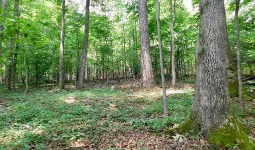 Photo of UNDER CONTRACT!  40 Acres of Timber and Hunting Land For Sale in Nash County NC!