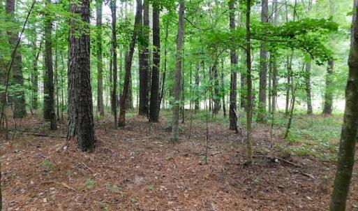 Photo of UNDER CONTRACT!  40 Acres of Timber and Hunting Land For Sale in Nash County NC!