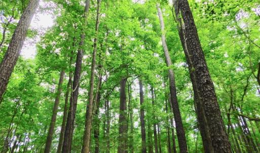 Photo of UNDER CONTRACT!  40 Acres of Timber and Hunting Land For Sale in Nash County NC!