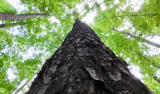 Photo of UNDER CONTRACT!  40 Acres of Timber and Hunting Land For Sale in Nash County NC!