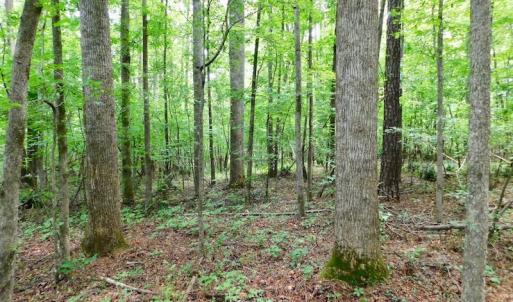 Photo of UNDER CONTRACT!  40 Acres of Timber and Hunting Land For Sale in Nash County NC!