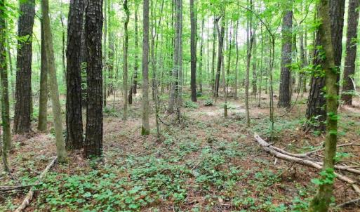 Photo of UNDER CONTRACT!  40 Acres of Timber and Hunting Land For Sale in Nash County NC!