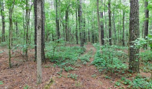 Photo of UNDER CONTRACT!  40 Acres of Timber and Hunting Land For Sale in Nash County NC!
