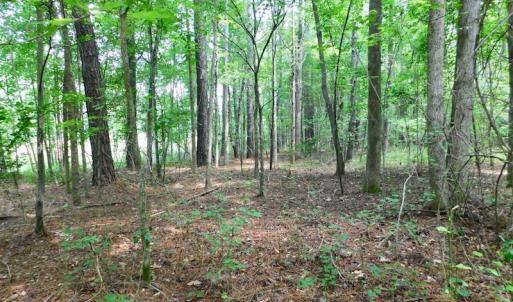 Photo of UNDER CONTRACT!  40 Acres of Timber and Hunting Land For Sale in Nash County NC!