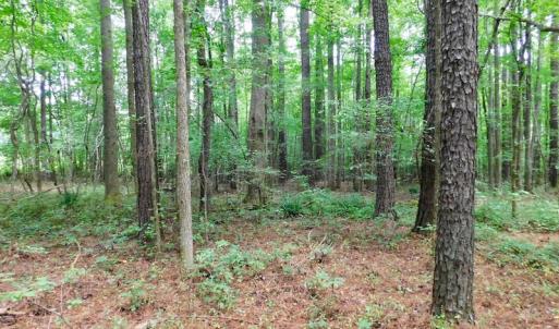 Photo of UNDER CONTRACT!  40 Acres of Timber and Hunting Land For Sale in Nash County NC!