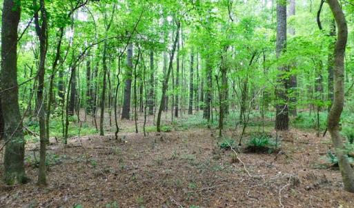 Photo of UNDER CONTRACT!  40 Acres of Timber and Hunting Land For Sale in Nash County NC!