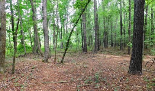 Photo of UNDER CONTRACT!  40 Acres of Timber and Hunting Land For Sale in Nash County NC!