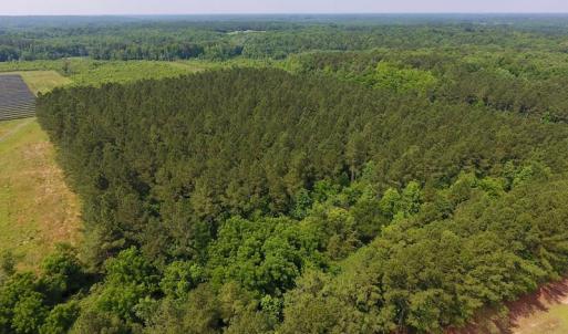 Photo of UNDER CONTRACT!  40 Acres of Timber and Hunting Land For Sale in Nash County NC!