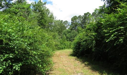 Photo of UNDER CONTRACT!  8 Acres of Residential and Hunting Land For Sale in Brunswick County NC!