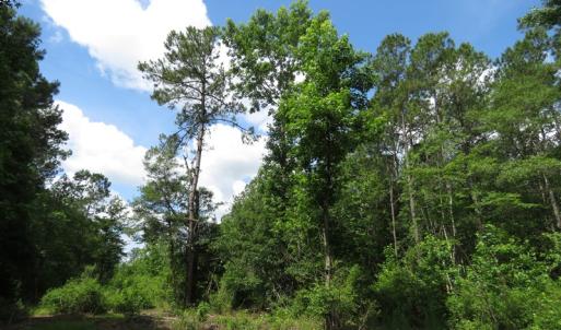 Photo of UNDER CONTRACT!  8 Acres of Residential and Hunting Land For Sale in Brunswick County NC!