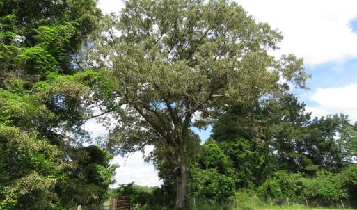 Photo of UNDER CONTRACT!  8 Acres of Residential and Hunting Land For Sale in Brunswick County NC!