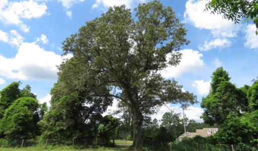 Photo of UNDER CONTRACT!  8 Acres of Residential and Hunting Land For Sale in Brunswick County NC!