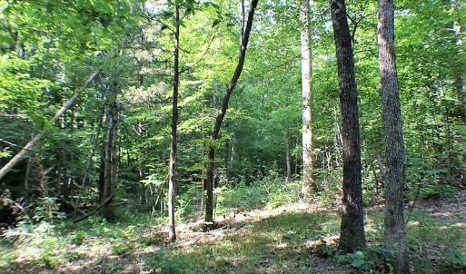 Photo of UNDER CONTRACT!  17 Acres of  Recreational Hunting of Land For Sale in Charlotte County VA!