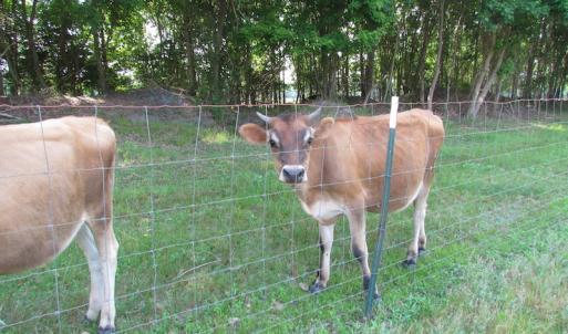 Photo of UNDER CONTRACT!  55 Acres of Farm Land with Log Home For Sale in Suffolk County VA!