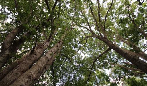 Photo of SOLD!  62.5 Acres of Hunting and Timber Land for Sale in Nash County NC!