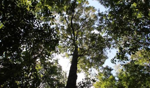 Photo of SOLD!  62.5 Acres of Hunting and Timber Land for Sale in Nash County NC!