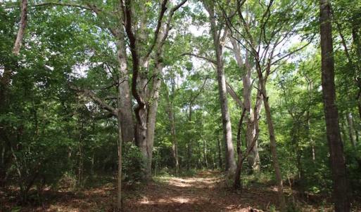 Photo of SOLD!  62.5 Acres of Hunting and Timber Land for Sale in Nash County NC!