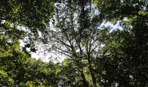 Photo of SOLD!  62.5 Acres of Hunting and Timber Land for Sale in Nash County NC!