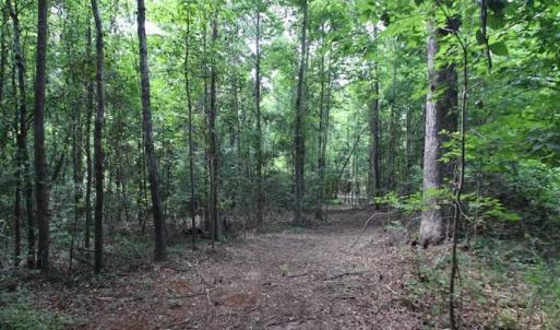 Photo of SOLD!  62.5 Acres of Hunting and Timber Land for Sale in Nash County NC!