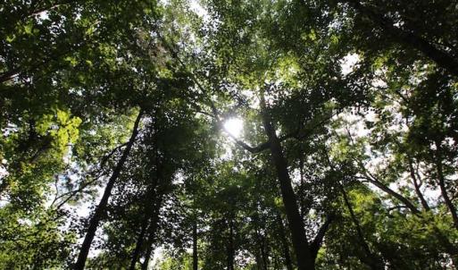 Photo of SOLD!  62.5 Acres of Hunting and Timber Land for Sale in Nash County NC!