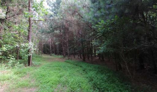 Photo of SOLD!  62.5 Acres of Hunting and Timber Land for Sale in Nash County NC!