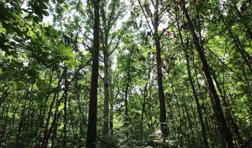 Photo of SOLD!  62.5 Acres of Hunting and Timber Land for Sale in Nash County NC!