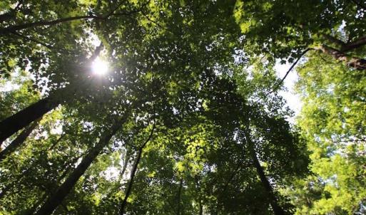 Photo of SOLD!  62.5 Acres of Hunting and Timber Land for Sale in Nash County NC!