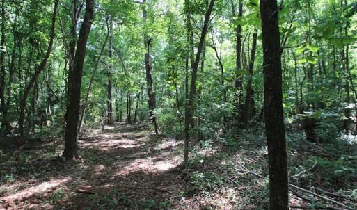 Photo of SOLD!  62.5 Acres of Hunting and Timber Land for Sale in Nash County NC!