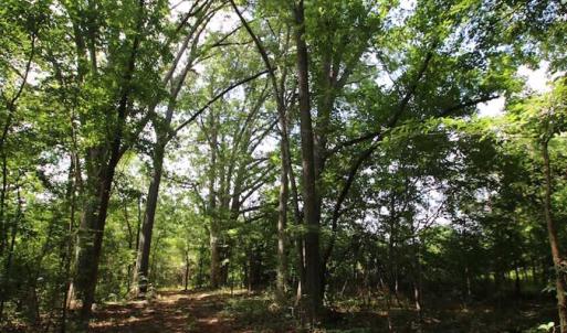 Photo of SOLD!  62.5 Acres of Hunting and Timber Land for Sale in Nash County NC!