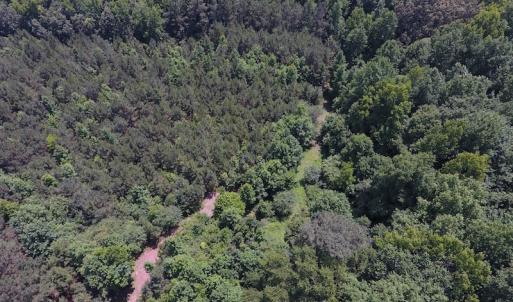 Photo of UNDER CONTRACT!  24.5 Acres of Hunting and Timber Land for Sale in Nash County NC!