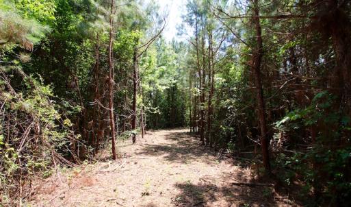 Photo of UNDER CONTRACT!  24.5 Acres of Hunting and Timber Land for Sale in Nash County NC!
